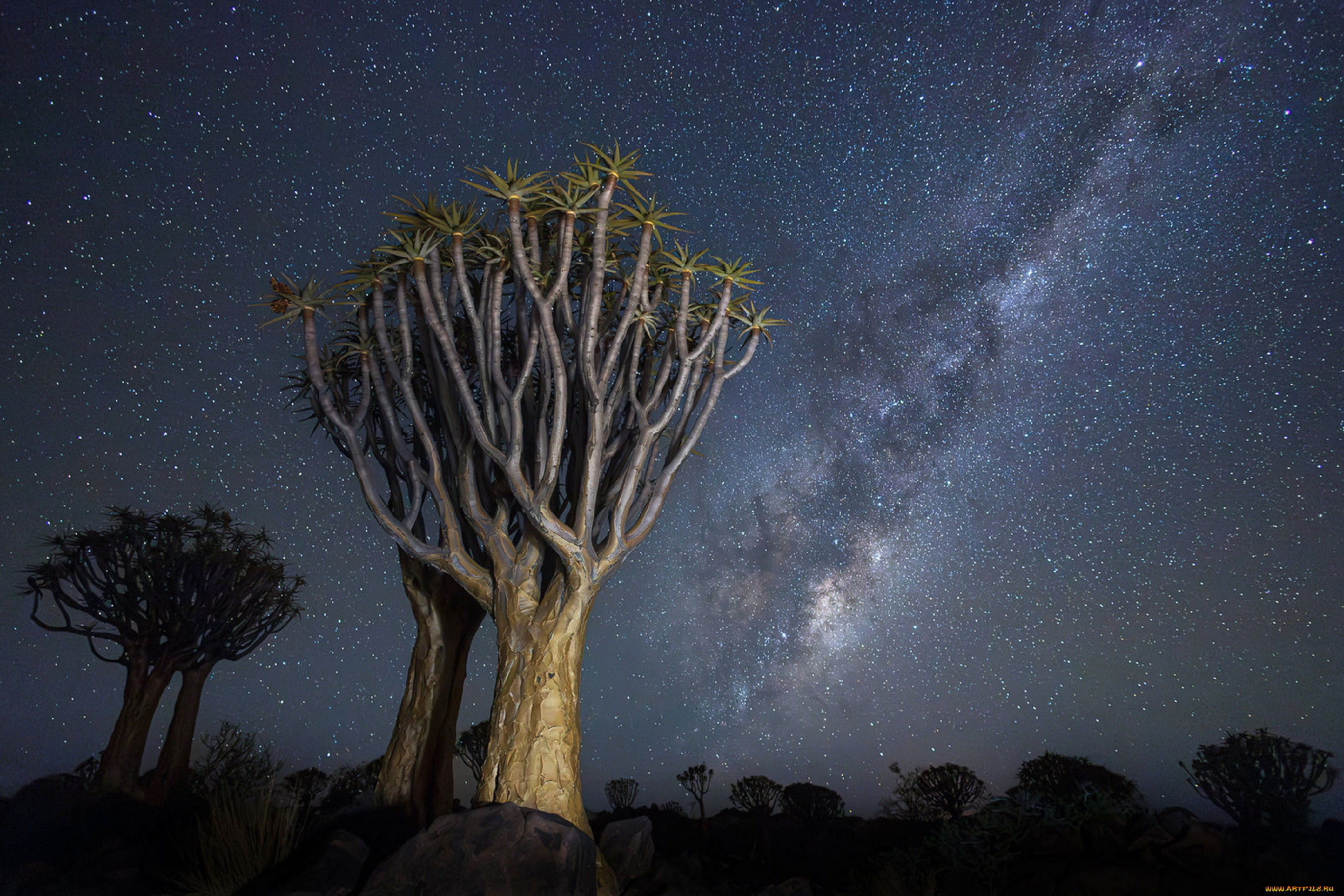 quiver tree forest, namibia, , , quiver, tree, forest